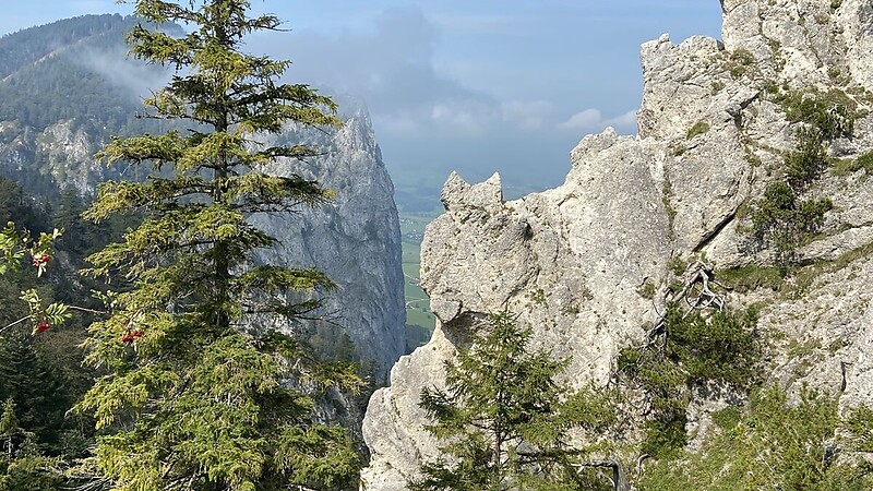 Zemljevid