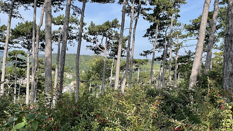 Zemljevid