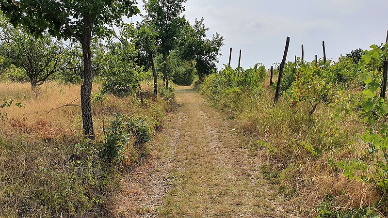 Zemljevid