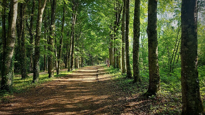 Zemljevid