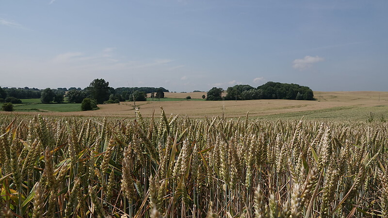 Zemljevid