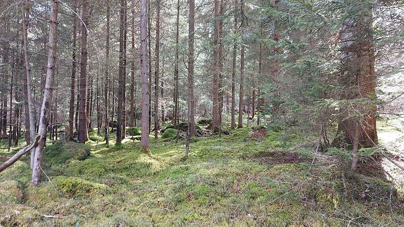 Zemljevid