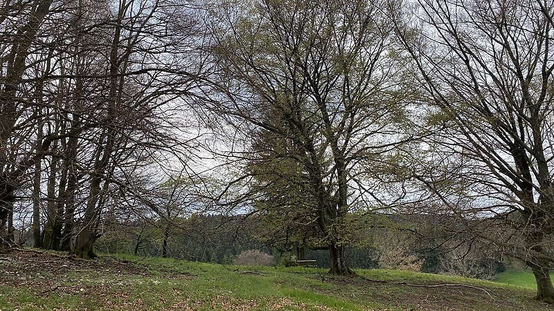 Zemljevid