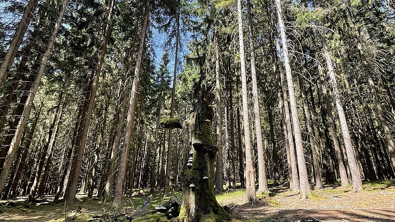 Zemljevid