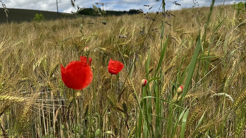 Zemljevid