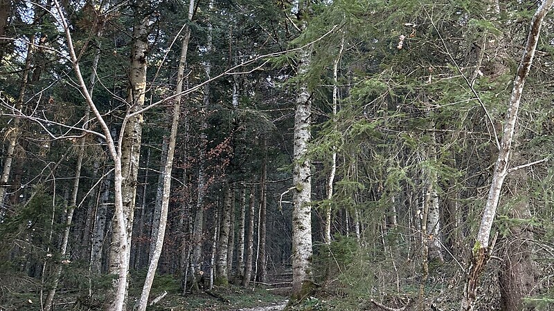 Zemljevid
