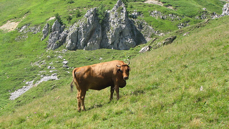 Zemljevid