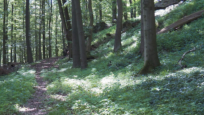 Zemljevid