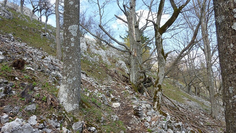 Zemljevid