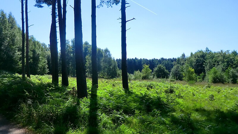 Zemljevid