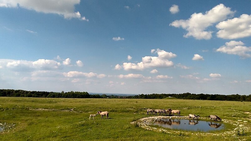 Zemljevid