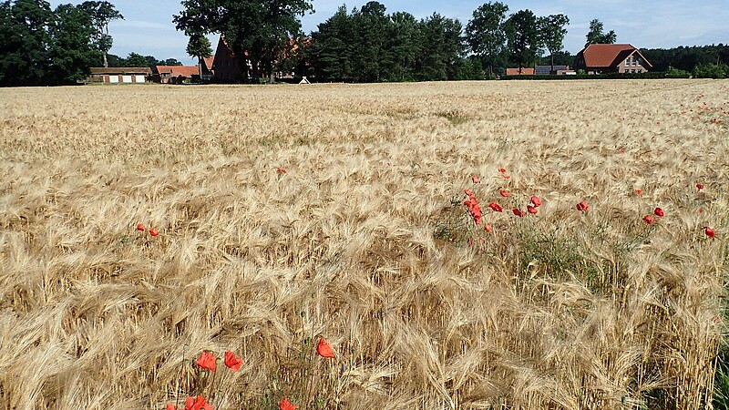 Zemljevid