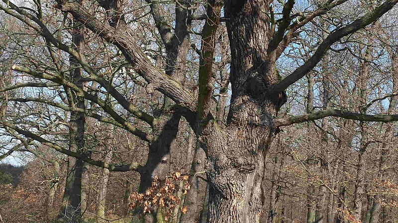 Zemljevid