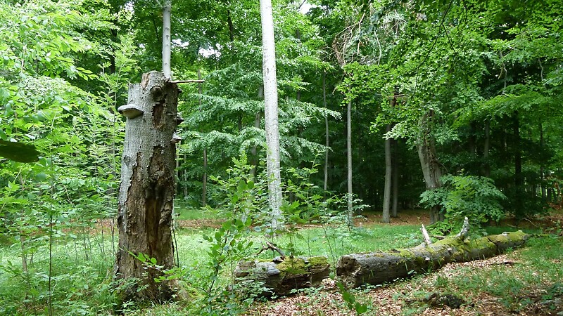 Zemljevid