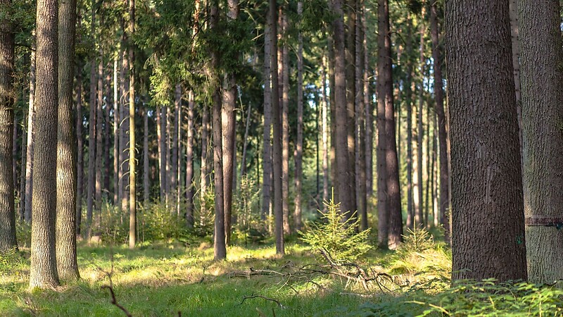 Zemljevid