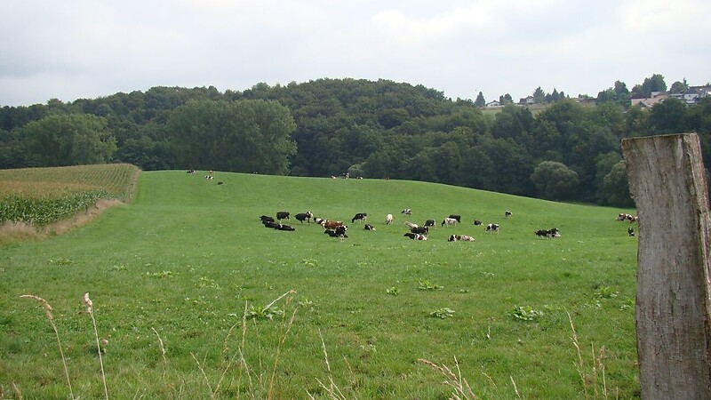 Zemljevid