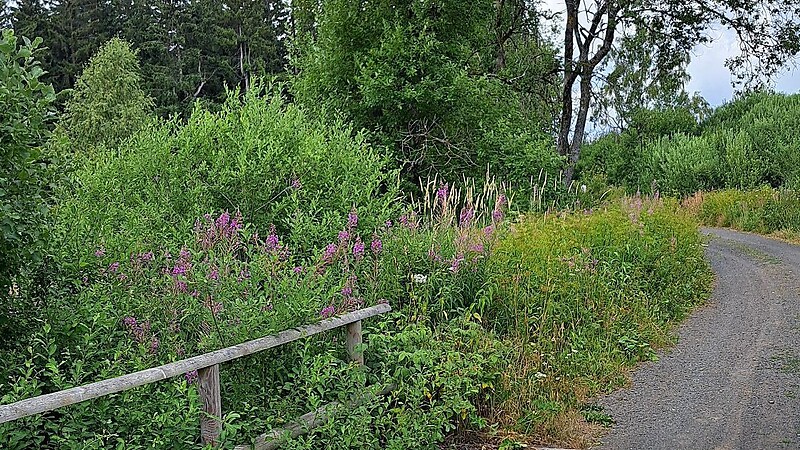 Zemljevid