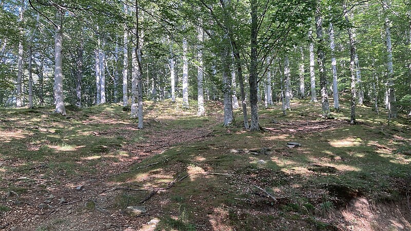Zemljevid
