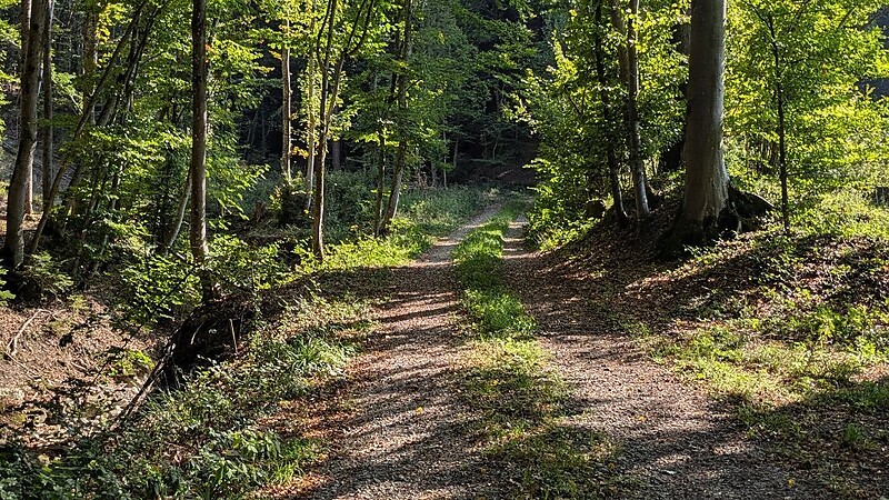 Zemljevid