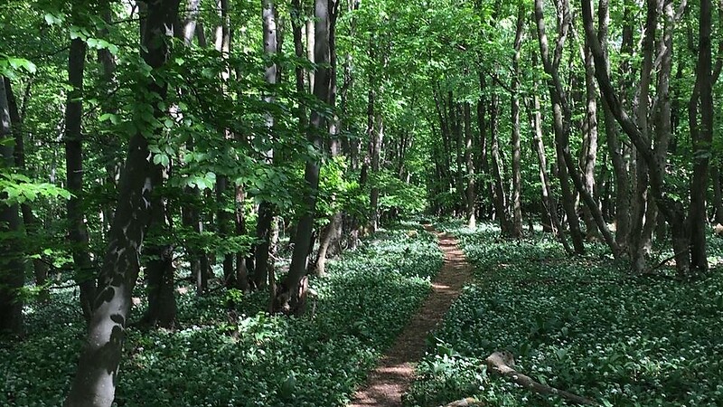 Zemljevid