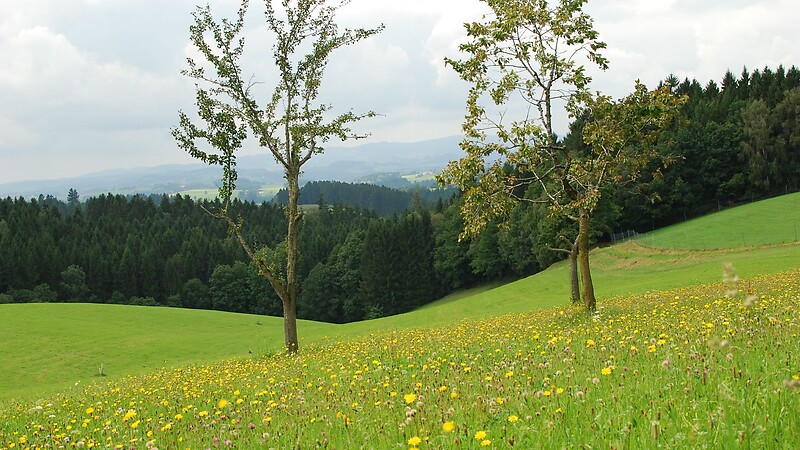 Zemljevid